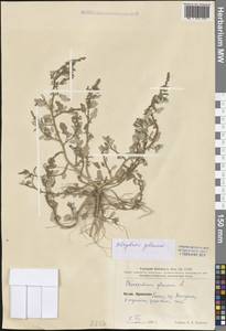 Oxybasis glauca (L.) S. Fuentes, Uotila & Borsch, South Asia, South Asia (Asia outside ex-Soviet states and Mongolia) (ASIA) (China)