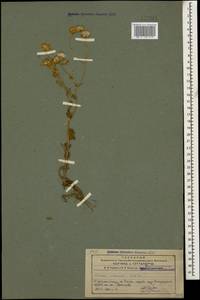 Senecio vernalis Waldst. & Kit., Caucasus, Azerbaijan (K6) (Azerbaijan)