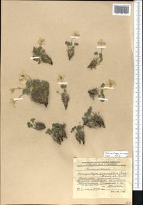 Paraquilegia anemonoides (Willd.) Engl. ex Ulbr., Middle Asia, Western Tian Shan & Karatau (M3) (Kyrgyzstan)