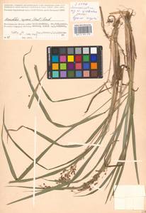 Anthoxanthum repens (Host) Veldkamp, Eastern Europe, Lower Volga region (E9) (Russia)