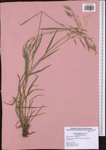Bromus japonicus Houtt., Eastern Europe, Central region (E4) (Russia)