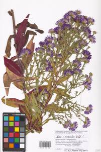 Symphyotrichum ×versicolor (Willd.) G. L. Nesom, Eastern Europe, Moscow region (E4a) (Russia)