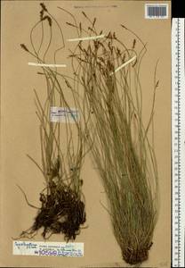 Carex davalliana Sm., Eastern Europe, Estonia (E2c) (Estonia)