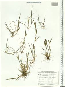 Trisetum sibiricum Rupr., Siberia, Central Siberia (S3) (Russia)