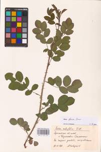 Rosa glauca Pourr., Eastern Europe, Central forest region (E5) (Russia)