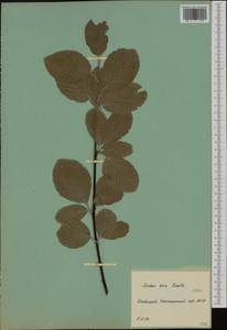 Aria edulis (Willd.) M. Roem., Botanic gardens and arboreta (GARD) (Russia)