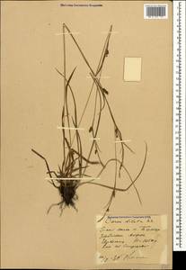 Carex diluta M.Bieb., Caucasus, Stavropol Krai, Karachay-Cherkessia & Kabardino-Balkaria (K1b) (Russia)