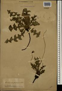 Taraxacum serotinum (Waldst. & Kit.) Poir., Eastern Europe, South Ukrainian region (E12) (Ukraine)