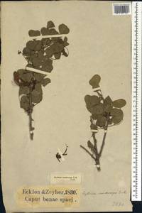 Erythrina acanthocarpa E.Mey., Africa (AFR) (South Africa)
