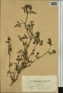 Hibiscus trionum L., Western Europe (EUR) (Bulgaria)