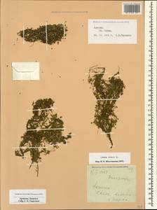 Lemna minor L., Caucasus, Armenia (K5) (Armenia)