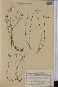 Linum catharticum L., Western Europe (EUR) (Germany)