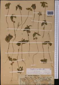Impatiens parviflora DC., Middle Asia, Western Tian Shan & Karatau (M3) (Kazakhstan)