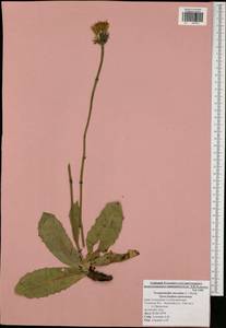 Trommsdorffia maculata (L.) Bernh., Eastern Europe, Central region (E4) (Russia)