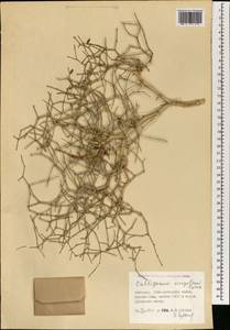 Calligonum mongolicum Turcz., Mongolia (MONG) (Mongolia)