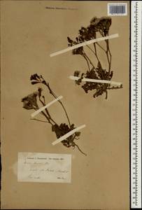 Limonium thouinii (Viv.) Kuntze, South Asia, South Asia (Asia outside ex-Soviet states and Mongolia) (ASIA) (Iran)