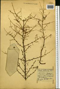 Larix sibirica Ledeb., Eastern Europe, Central forest region (E5) (Russia)