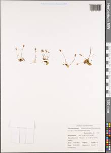 Saxifraga serpyllifolia, Siberia, Chukotka & Kamchatka (S7) (Russia)