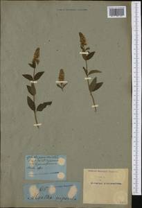 Mentha × piperita L., Western Europe (EUR) (Not classified)