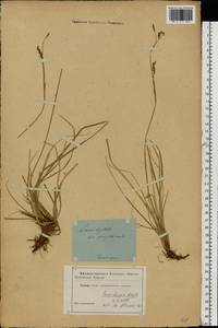 Carex rhizina Blytt ex Lindblom, Eastern Europe (no precise locality) (E0) (Not classified)