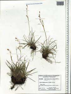 Carex ledebouriana C.A.Mey. ex Trevir., Siberia, Central Siberia (S3) (Russia)
