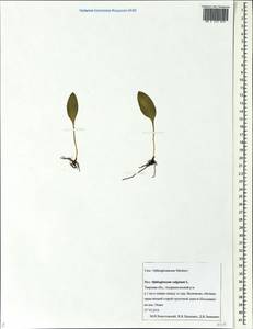 Ophioglossum vulgatum L., Eastern Europe, North-Western region (E2) (Russia)