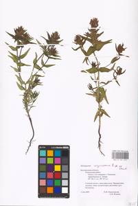 MHA 0 161 319, Melampyrum arvense L., Eastern Europe, Central forest-and-steppe region (E6) (Russia)