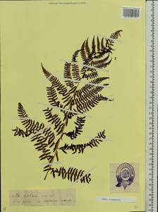 Dryopteris expansa (C. Presl) Fraser-Jenk. & Jermy, Eastern Europe, Estonia (E2c) (Estonia)