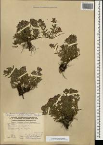 Thymus markhotensis Maleev, Caucasus, Krasnodar Krai & Adygea (K1a) (Russia)