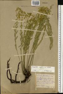 Euphorbia seguieriana Neck., Eastern Europe, Eastern region (E10) (Russia)