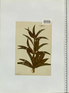 Lilium martagon var. pilosiusculum Freyn, Siberia, Baikal & Transbaikal region (S4) (Russia)