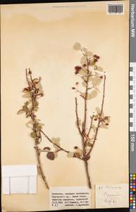 Cotoneaster, Middle Asia, Western Tian Shan & Karatau (M3) (Kazakhstan)