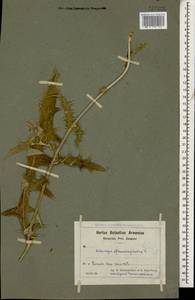 Echinops sphaerocephalus L., Caucasus, Armenia (K5) (Armenia)