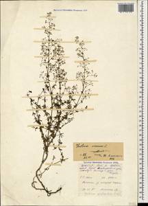 Galium anfractum Sommier & Levier, Caucasus, North Ossetia, Ingushetia & Chechnya (K1c) (Russia)