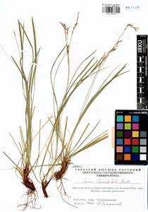 Carex lanceolata Boott, Siberia, Baikal & Transbaikal region (S4) (Russia)