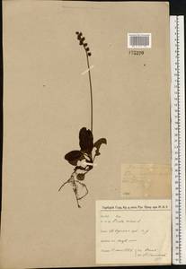 Pyrola minor L., Eastern Europe, North-Western region (E2) (Russia)