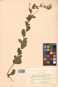 Lespedeza tomentosa (Thunb.) Siebold ex Maxim., Siberia, Russian Far East (S6) (Russia)