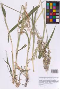 Sorghum bicolor notho subsp. drummondii (Nees ex Steud.) de Wet ex Davidse, Eastern Europe, Moscow region (E4a) (Russia)
