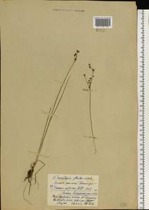 Juncus alpinoarticulatus Chaix, Eastern Europe, Western region (E3) (Russia)