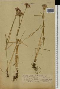 Allium angulosum L., Eastern Europe, Central forest region (E5) (Russia)
