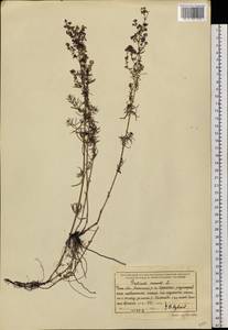 Galium verum subsp. verum, Siberia, Baikal & Transbaikal region (S4) (Russia)