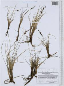 Carex nigra (L.) Reichard, Eastern Europe, Northern region (E1) (Russia)