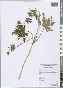 Geranium pratense L., Eastern Europe, Moscow region (E4a) (Russia)