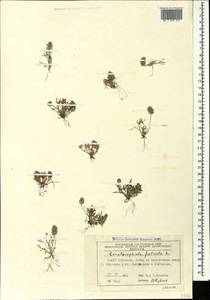 Ceratocephala falcata (L.) Pers., Caucasus, Azerbaijan (K6) (Azerbaijan)
