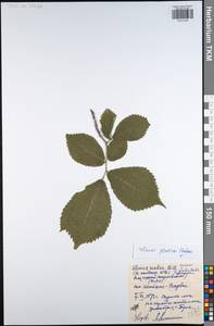 Ulmus glabra Huds., Eastern Europe, Central region (E4) (Russia)