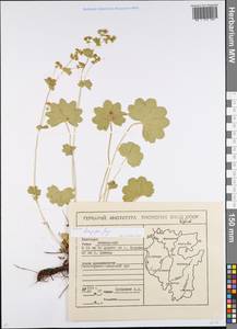 Alchemilla longipes Juz., Eastern Europe, Eastern region (E10) (Russia)