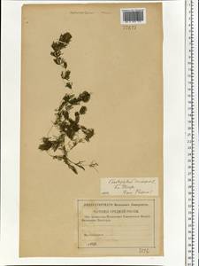 Ceratophyllum demersum L., Eastern Europe, Middle Volga region (E8) (Russia)