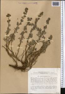 Artemisia aschurbajewii C. Winkl., Middle Asia, Northern & Central Tian Shan (M4) (Kazakhstan)