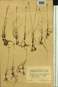 Eriophorum scheuchzeri Hoppe, Siberia, Western Siberia (S1) (Russia)