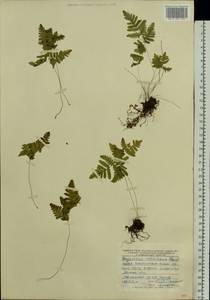 Gymnocarpium robertianum (Hoffm.) Newman, Eastern Europe, Central forest-and-steppe region (E6) (Russia)